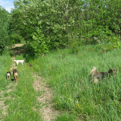 dogland