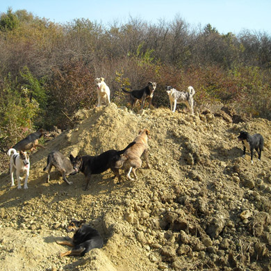 dogland