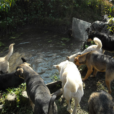 dogland