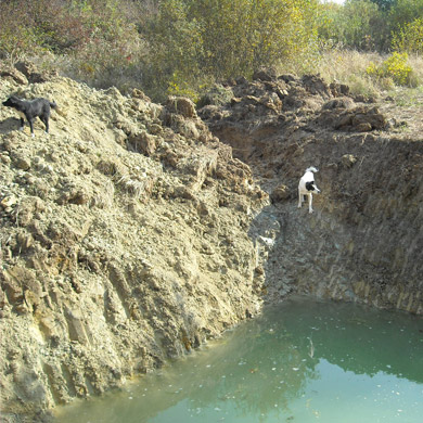 dogland