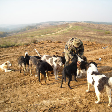 dogland