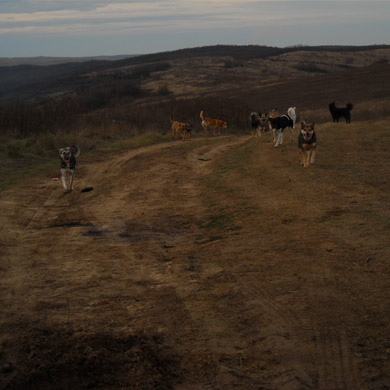 dogland