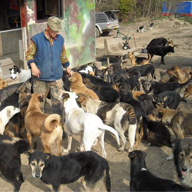 dogland