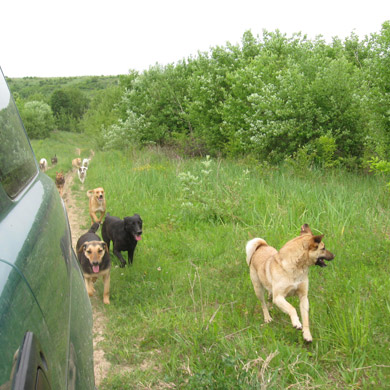 dogland