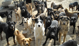 dogland