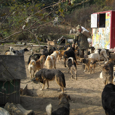 dogland