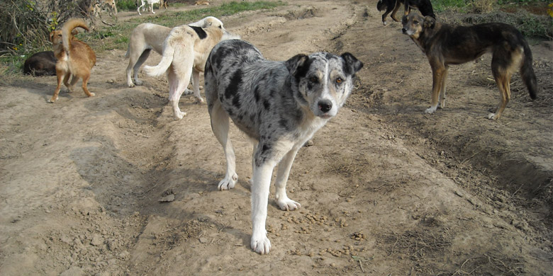dogland