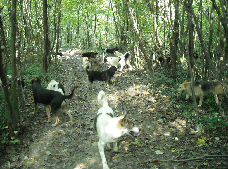 dogland