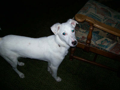 Albin
