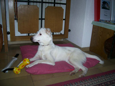 Albin
