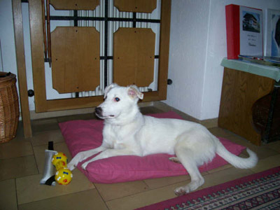 Albin