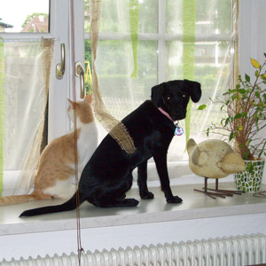 Babsi vermittelt