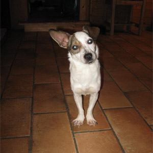coco