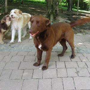 cooper