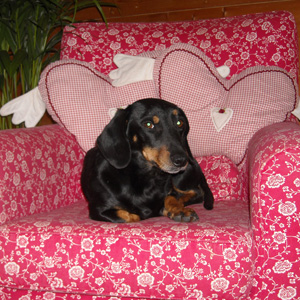 dixie