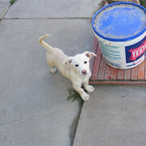 dollie