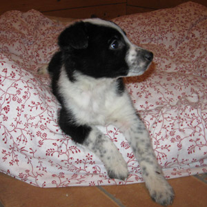 morris