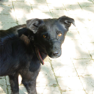 Nera