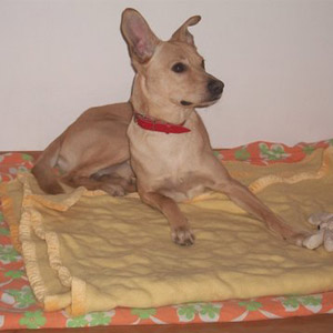 sammy