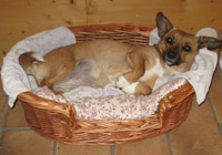 hundepension
