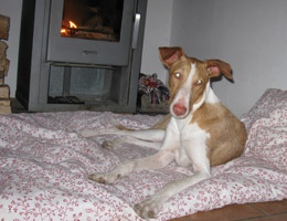 hundepension