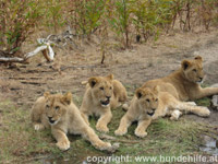 TONI, JOY, LOTTI und KING in Freiheit