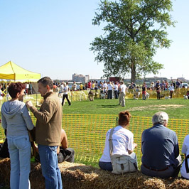 dogshow