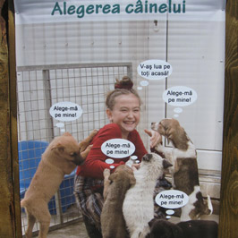 dogshow