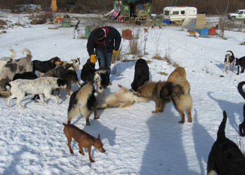 hundehuetten