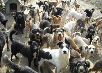 hundehuetten