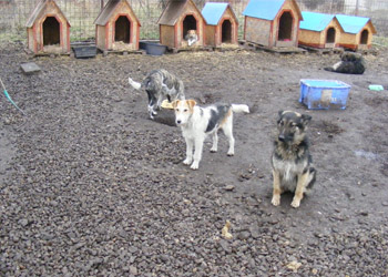 hundehuetten