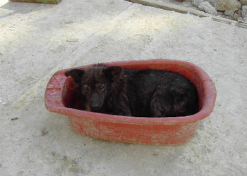 hundehuetten