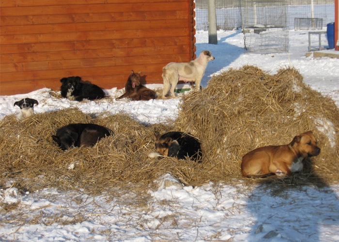 hundehuetten
