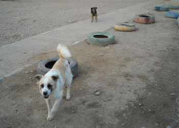 hundehuetten