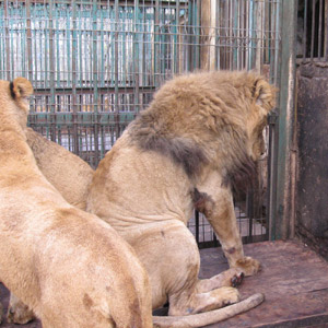 l&ouml;wen
