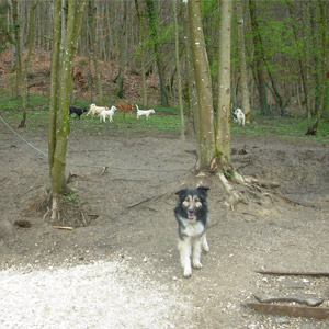 balu