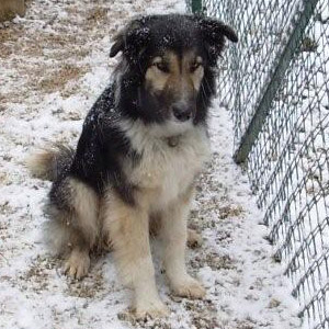 balu