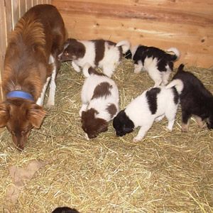 puppieundbabies
