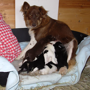 puppieundbabies