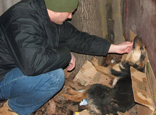 Verletzter Hund