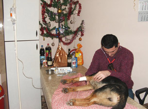 Verletzter Hund