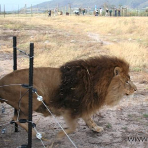 simba