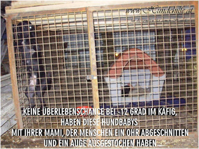 Bibi, Babsi und Bonni