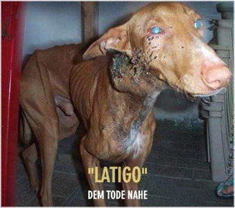 Latigo vorher