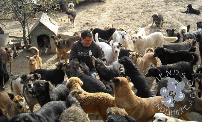 hunde