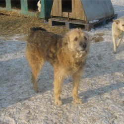 humphrey