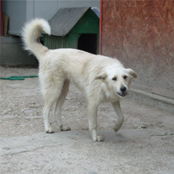 sheeba